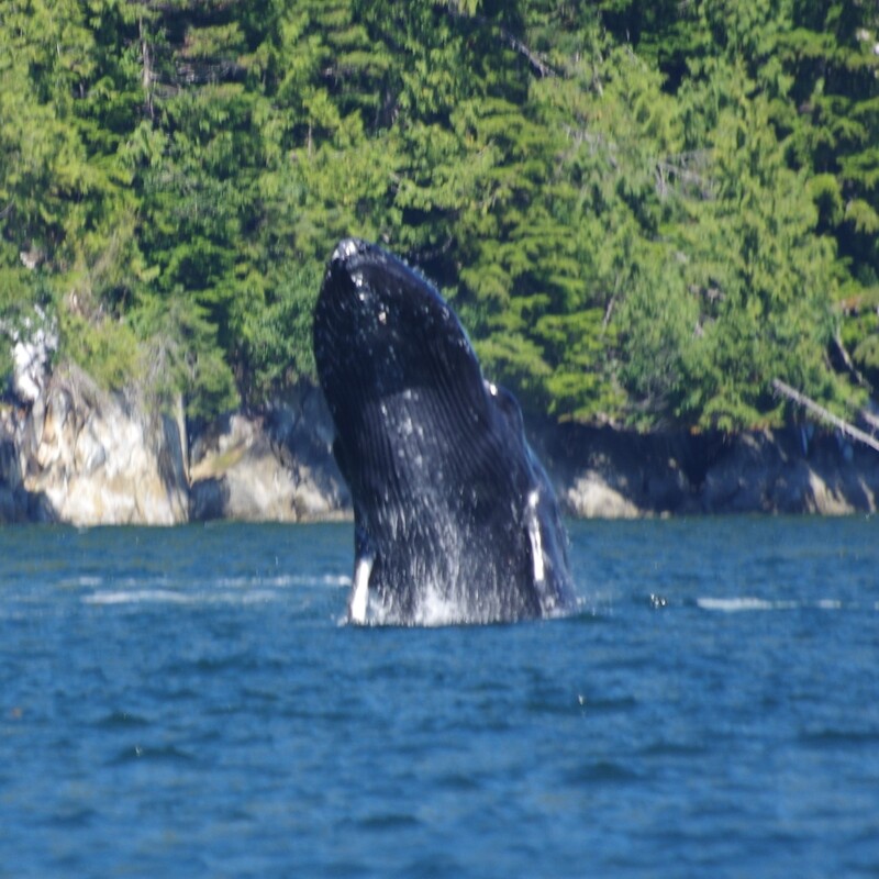 Picture of a Humpback Whale breaching in Douglas Channel. Photo by Gillian Mullins.